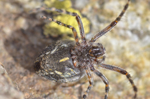 Aculepeira carbonaria