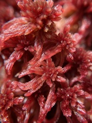 Sphagnum bartlettianum
