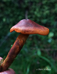 Cortinarius malicorius