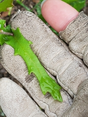 Quercus vaseyana
