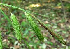 Carex rhodesiaca image