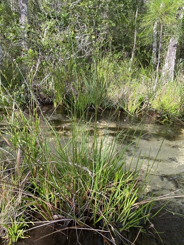 Image of Juncus polycephalus by (c) Matt Berger, some rights reserved (CC BY)