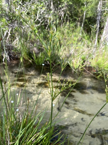Image of Juncus polycephalus by (c) Matt Berger, some rights reserved (CC BY)