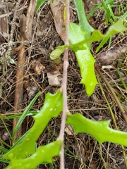 Quercus vaseyana