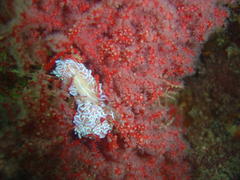 Phyllodesmium horridum