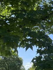 Liquidambar styraciflua
