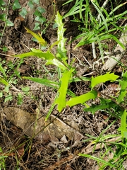 Quercus vaseyana