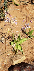 Cyanella orchidiformis