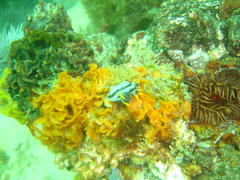 Polycera capensis