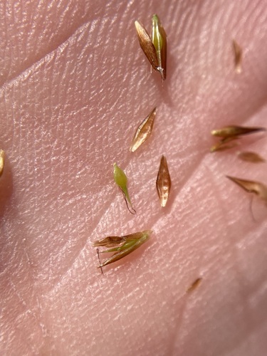 Image of Rhynchospora chalarocephala by (c) Matt Berger, some rights reserved (CC BY)