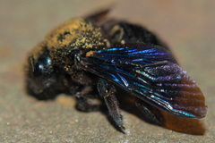 Xylocopa valga