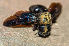 Xylocopa valga