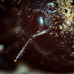 Xylocopa valga