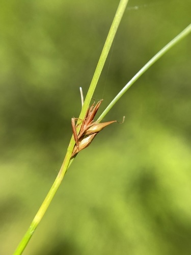 Image of Rhynchospora chalarocephala by (c) Matt Berger, some rights reserved (CC BY)