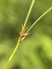 Rhynchospora chalarocephala