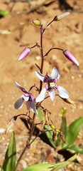 Cyanella orchidiformis
