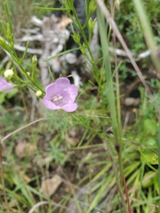 Agalinis aspera