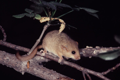 Muscardinus avellanarius