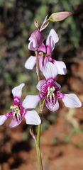 Cyanella orchidiformis