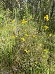 Utricularia juncea