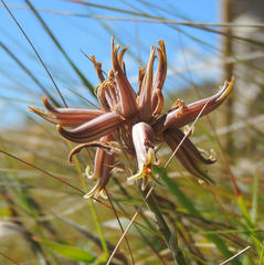 Aloe myriacantha