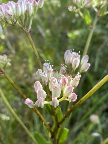 Image of Arnoglossum sulcatum by (c) Matt Berger, some rights reserved (CC BY)