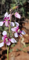 Cyanella orchidiformis