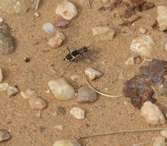 Cicindela schauppii