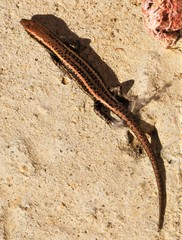 Notomabuya frenata