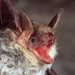 Lesser Mouse-eared Bat - Photo (c) Roberto Sindaco, some rights reserved (CC BY-NC-SA), uploaded by Roberto Sindaco