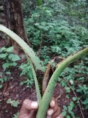 Aechmea bracteata