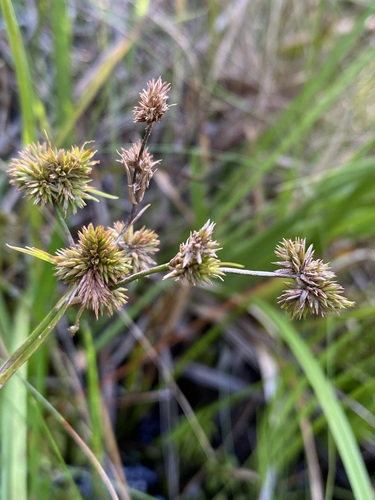 Manyhead rush (Juncus polycephalus)