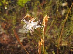 Dianthus broteri