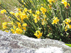 Aspalathus chortophila