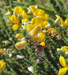 Aspalathus chortophila