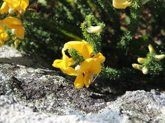 Aspalathus chortophila