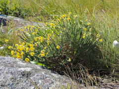 Aspalathus chortophila