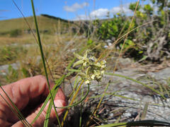 Asclepias praemorsa