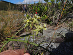 Asclepias praemorsa