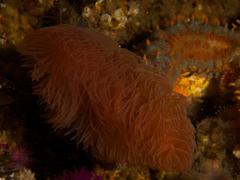 Protula bispiralis
