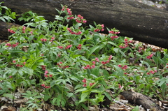 Pulmonaria rubra