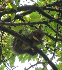 Sciurus carolinensis