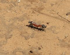 Cerotainiops abdominalis