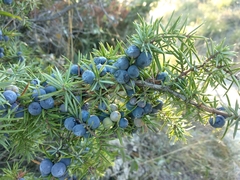 Juniperus communis communis