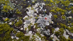 Caepidium antarcticum