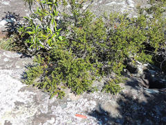 Cryptocarya wyliei