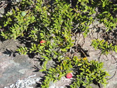 Cryptocarya wyliei