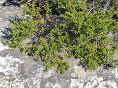 Cryptocarya wyliei
