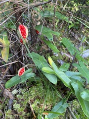 Peltandra sagittifolia