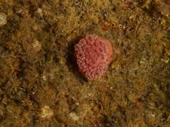 Aplidium flavolineatum